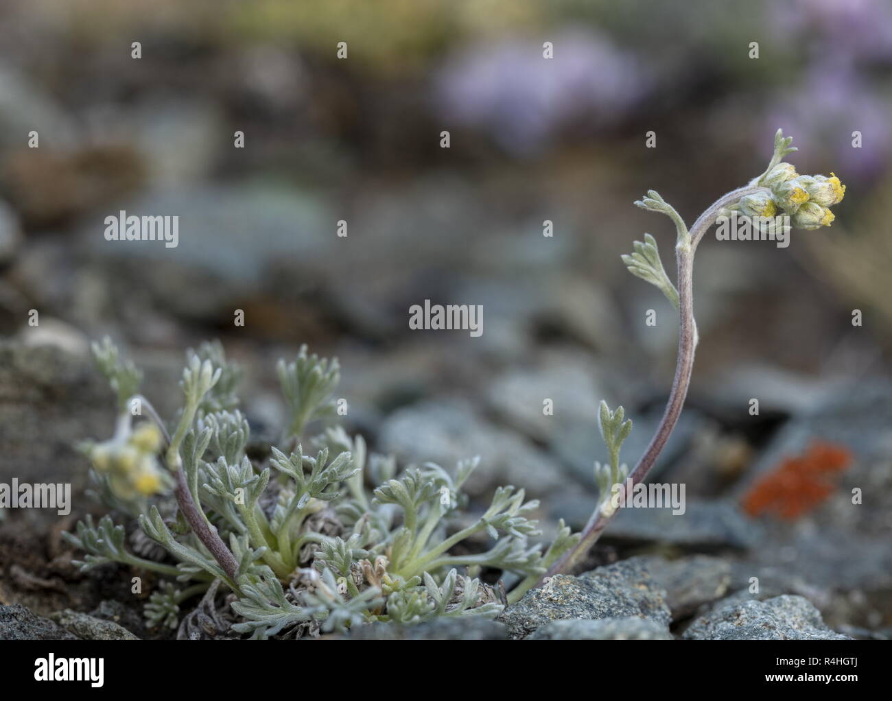 Alpine Wormwood, Artemisia umbelliformis in flower at high altitude in the Swiss Alps. Stock Photo