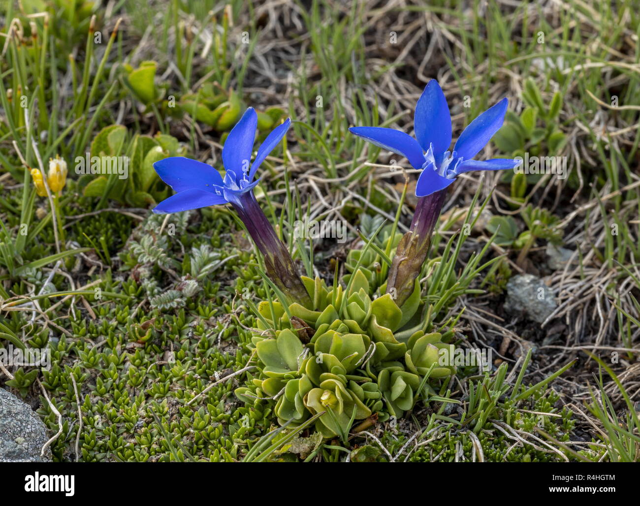 Short-leaved Gentian, Gentiana brachyphylla, in flower at high altitude in the central Swiss Alps. Stock Photo