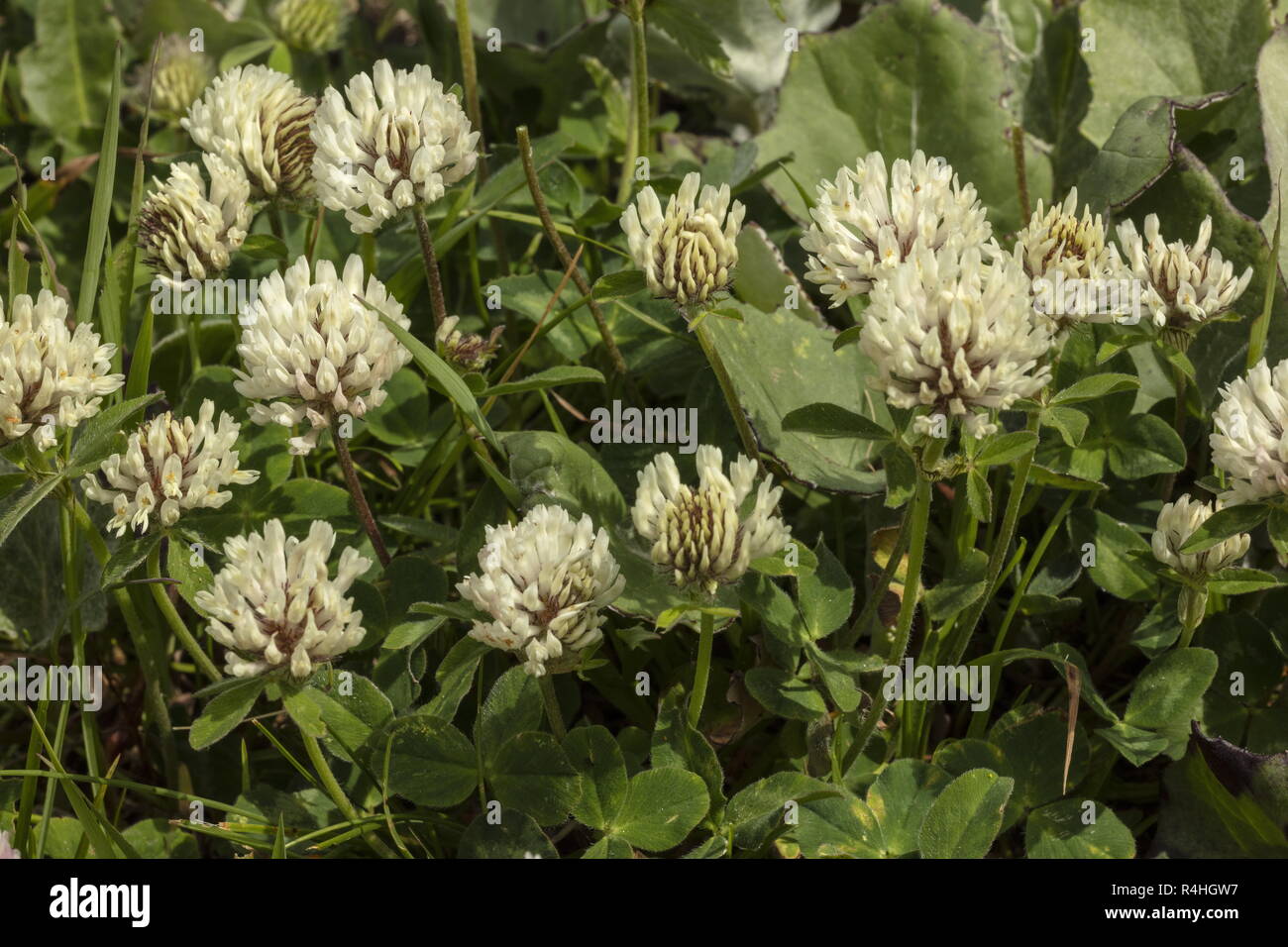 White form of Red Clover, Trifolium pratense in the Swiss Alps. Stock Photo