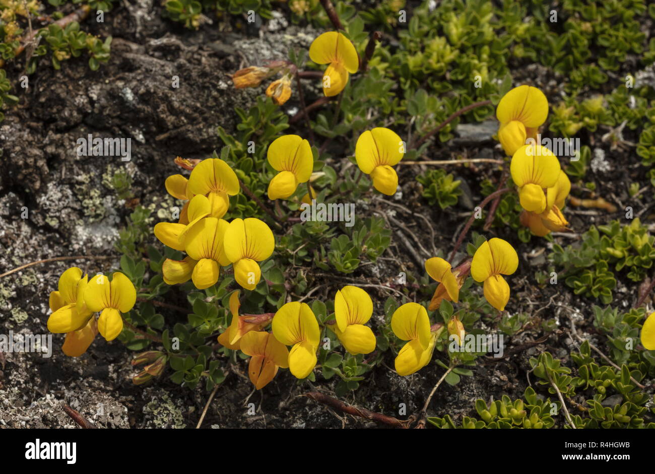 alpine bird's-foot trefoil, Lotus alpinus, in flower in the Swiss Alps. Stock Photo