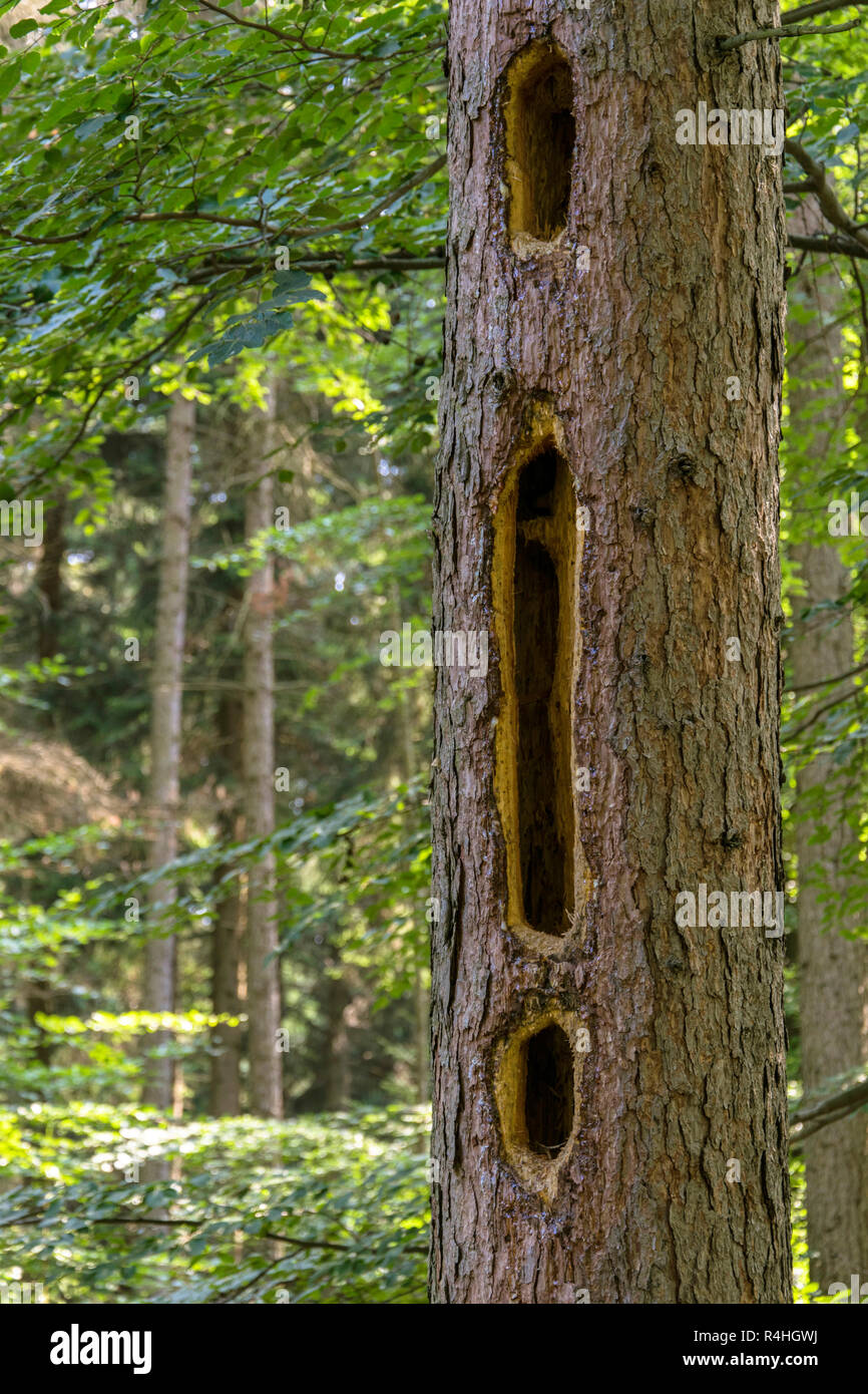 Tree damage by woodpecker, Baumschaden durch Specht Stock Photo