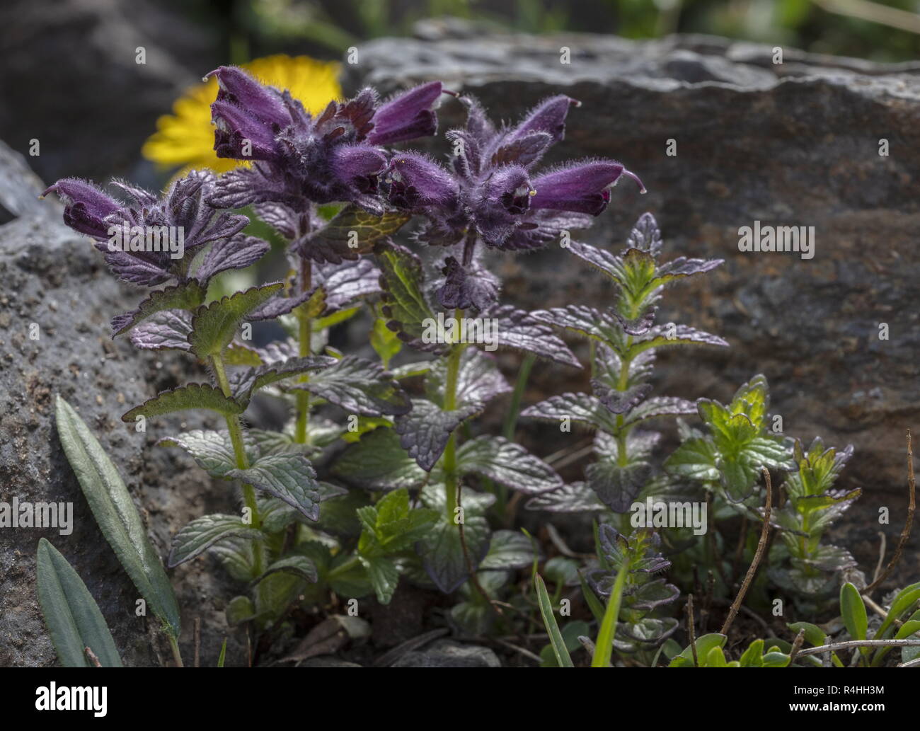 Alpine bartsia, Bartsia alpina, in flower on damp rocks. Stock Photo