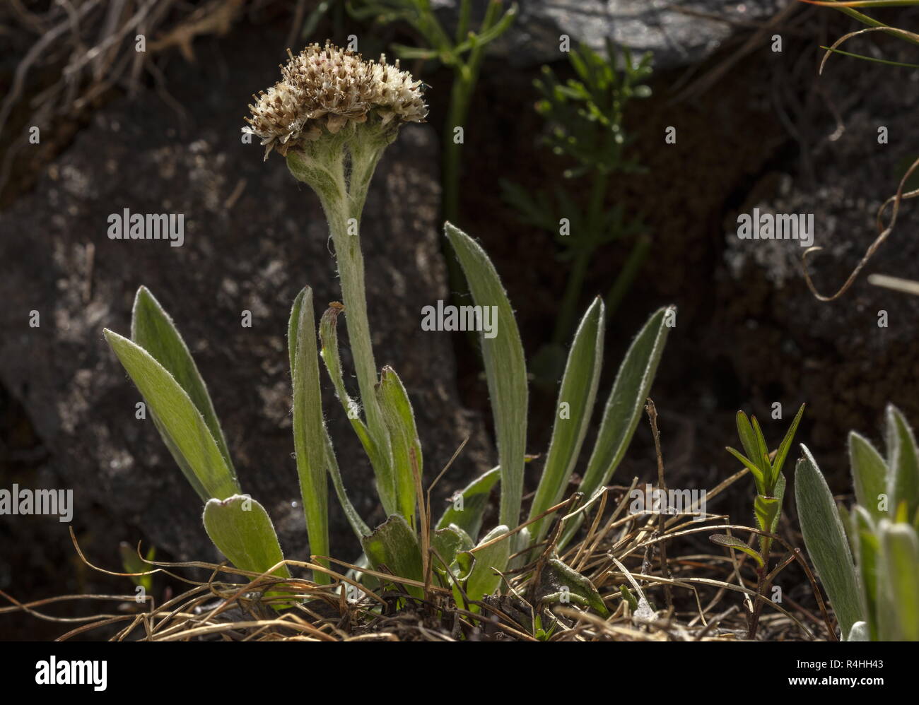 Carpathian everlasting, Antennaria carpatica in flower high in the Swiss Alps. Stock Photo