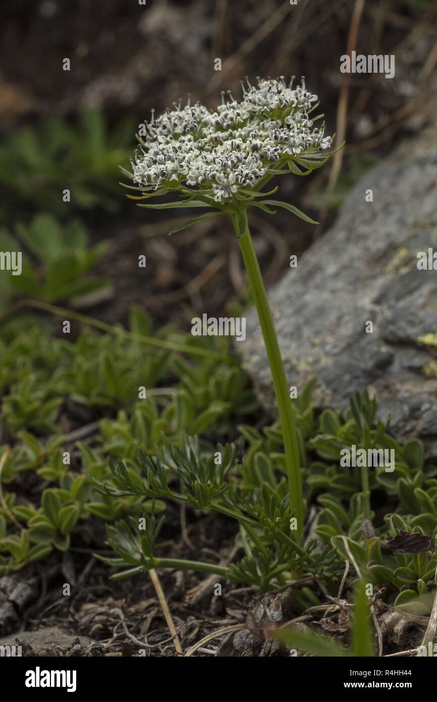 Small white flowers - photos of Ligusticum Grayi, Apiaceae