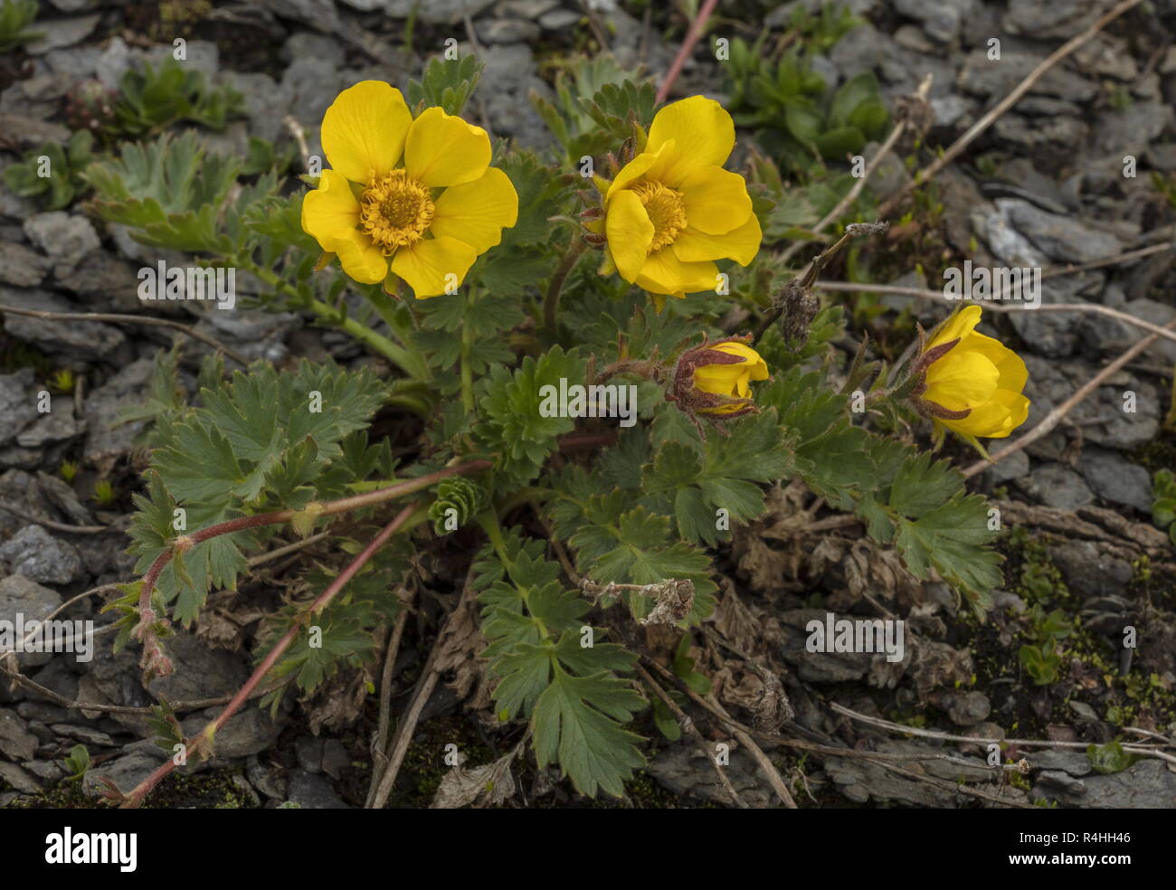 Creeping Avens, Geum reptans, in flower in the Swiss Alps. Stock Photo