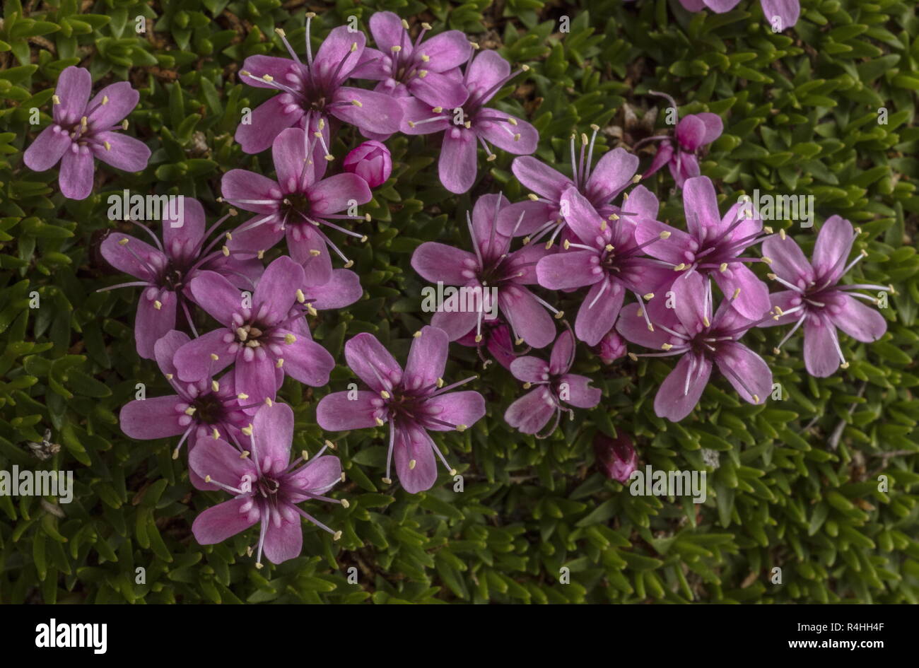 Moss campion, Silene acaulis, in flower Stock Photo