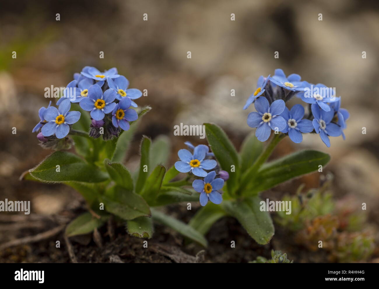 Alpine forget-me-not, Myosotis alpestris, in flower in the Swiss Alps. Stock Photo