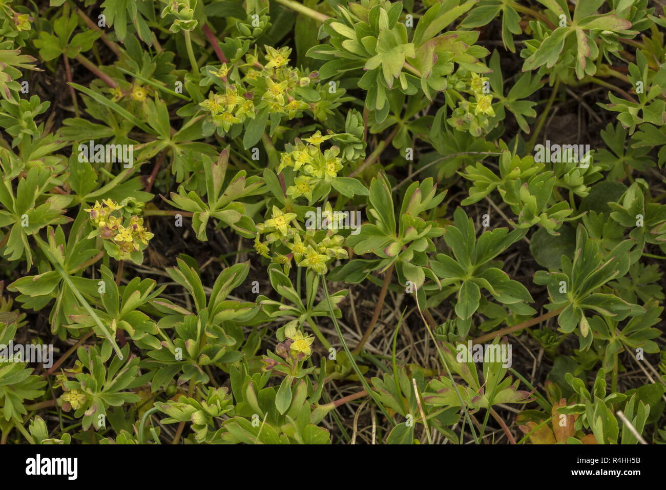 Five-leaved Ladies' Mantle, Alchemilla pentaphylla, Stock Photo