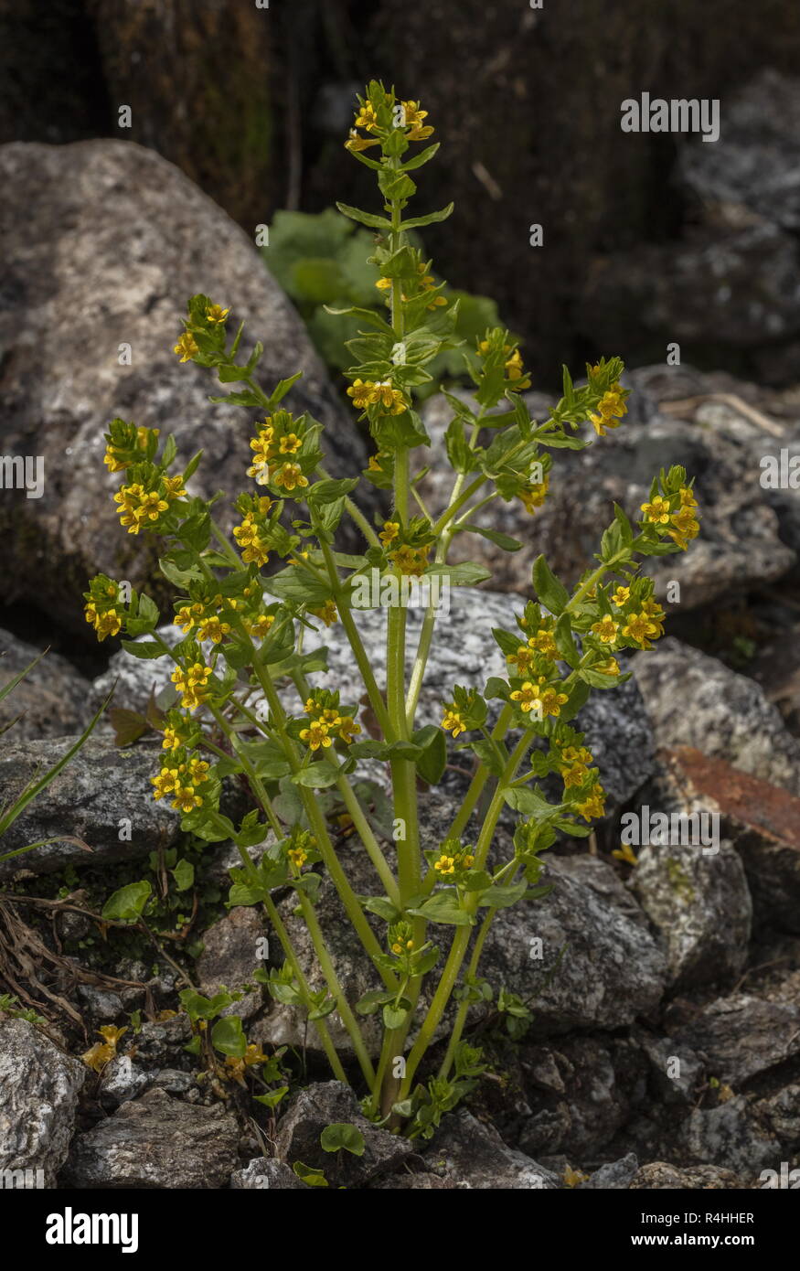 Tozzia, Tozzia alpina, in flower; semi-parasite on Asteraceae, especially Adenostyles. Swiss Alps. Stock Photo