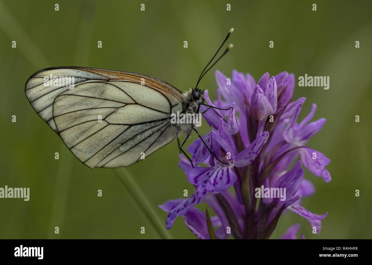 Black-veined White butterfly on Common Spotted Orchid, Dactylorhiza fuchsii, in the french Alps. Stock Photo