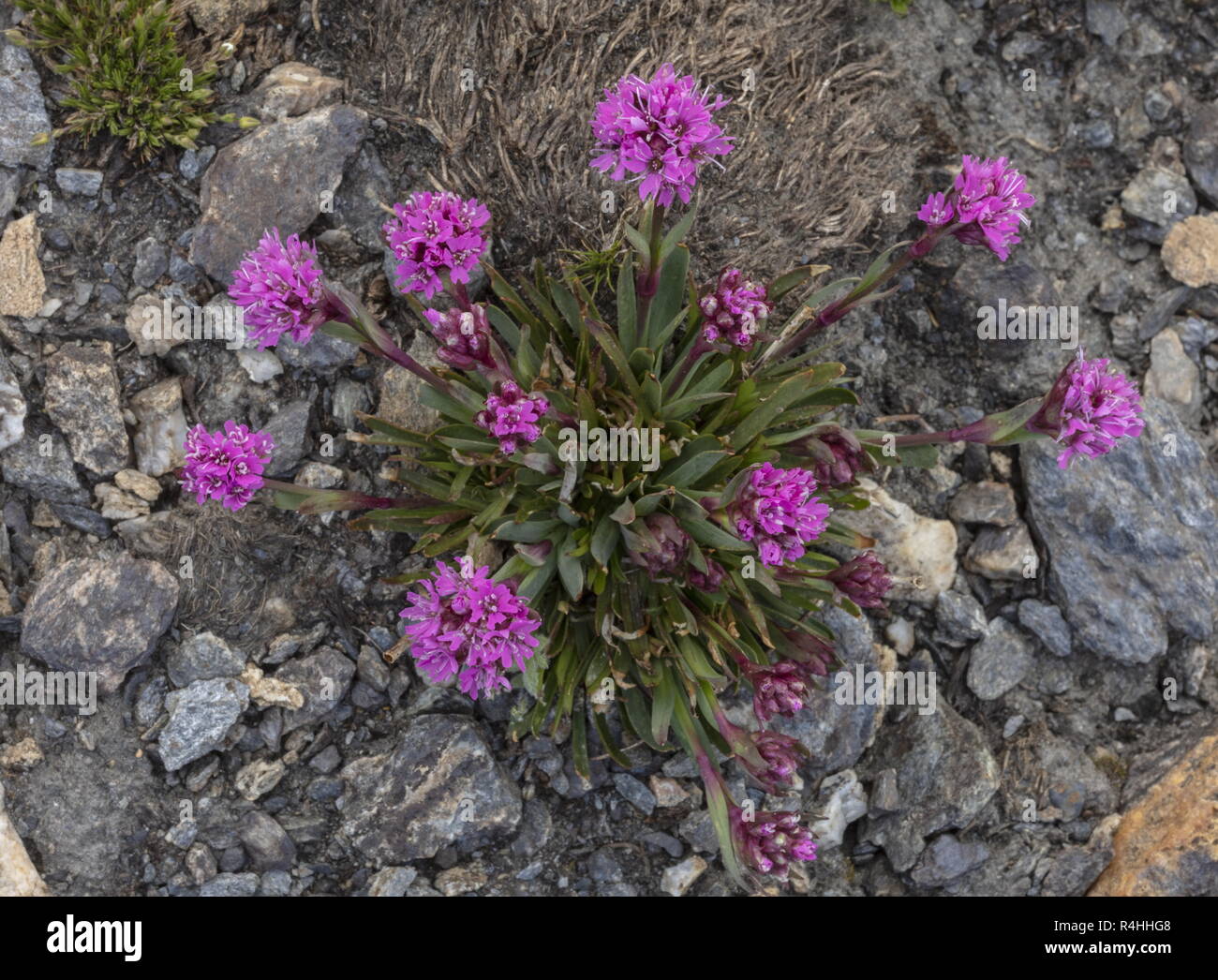 Alpine Catchfly, Silene suecica, in flower high in the french Alps. Stock Photo