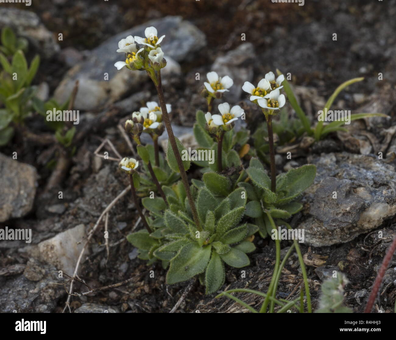 An alpine Whitlow-grass, Draba siliquosa, in flower high in the French Alps. Stock Photo
