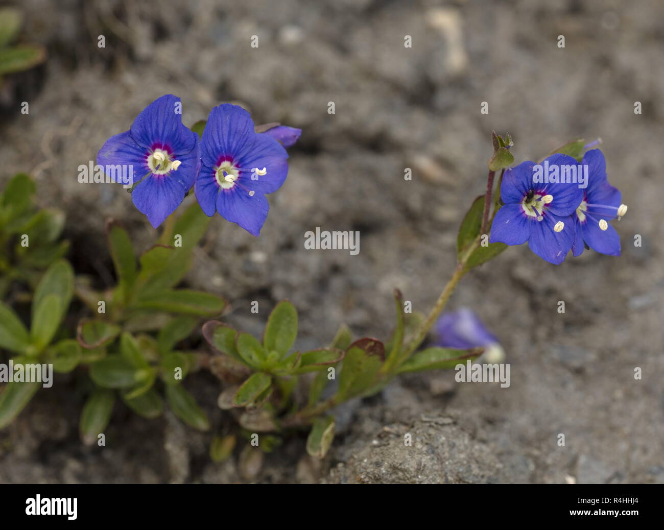 Rock Speedwell, Veronica fruticans, in flower at high altitude. Stock Photo