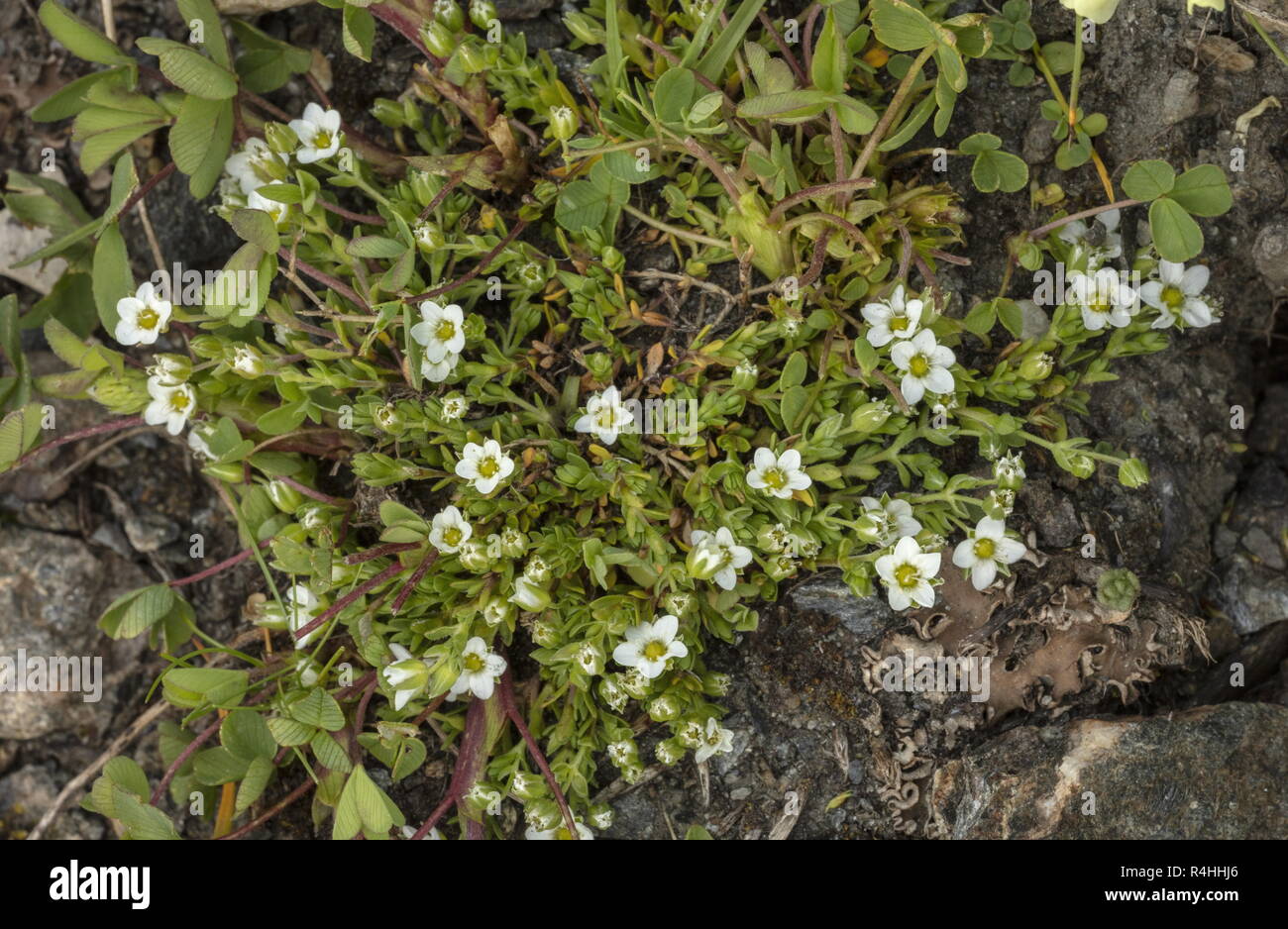 Fringed Sandwort, Arenaria ciliata, in flower at high altitude, French Alps. Stock Photo