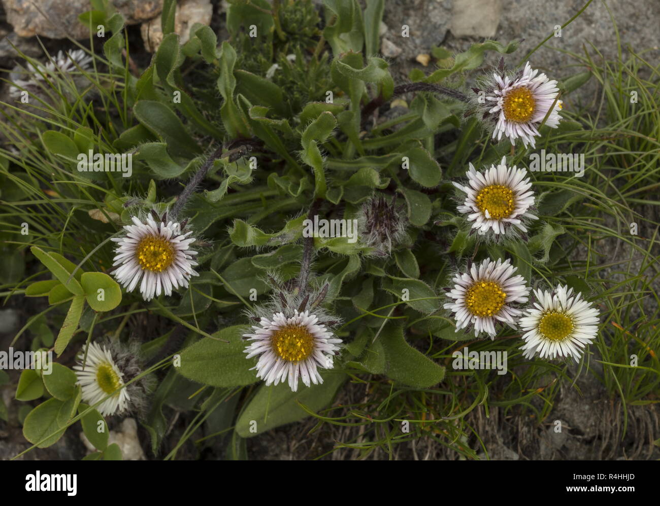 Dwarf Fleabane, Erigeron uniflorus, in flower at high altitude in the swiss Alps. Stock Photo