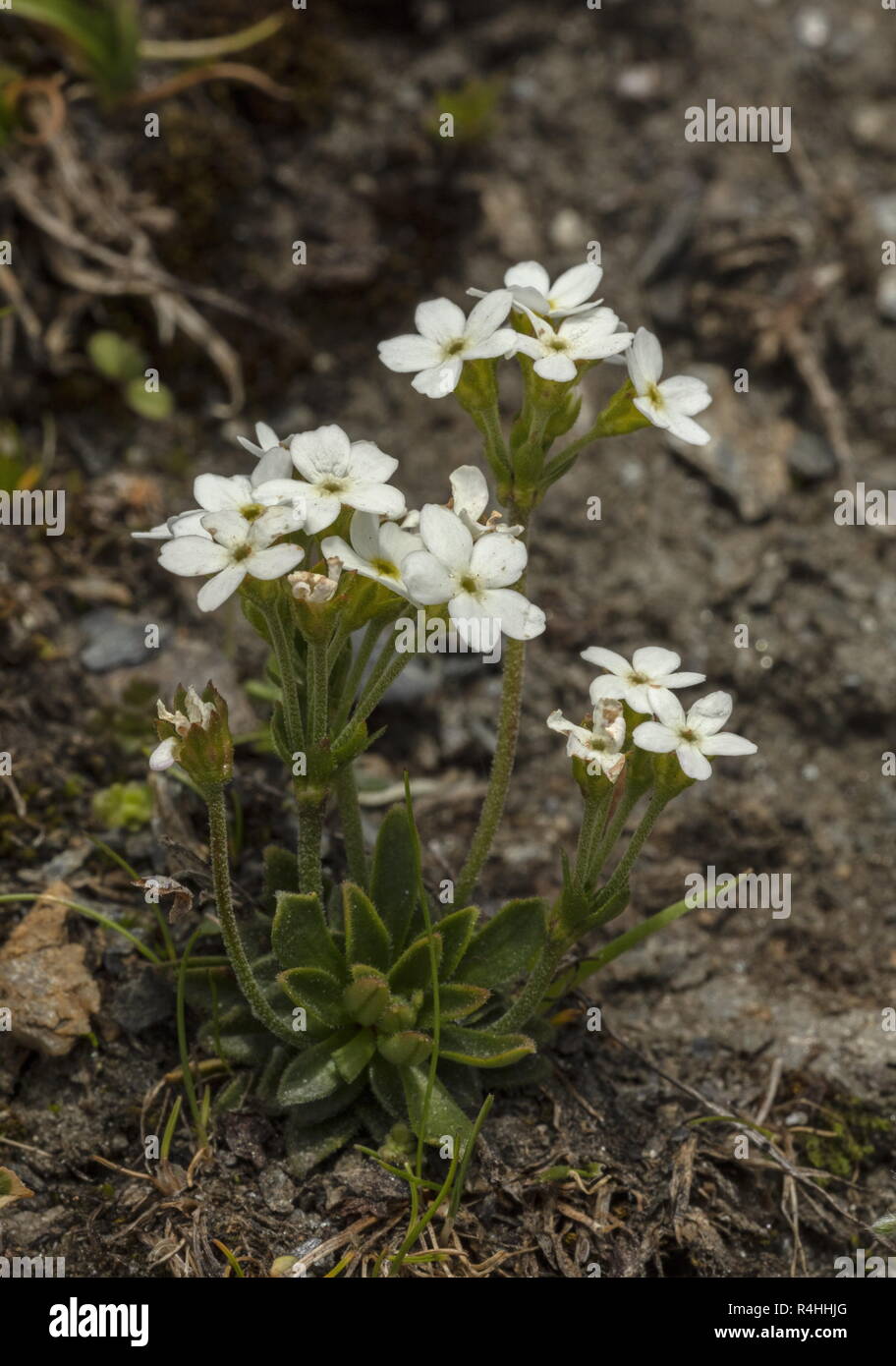 Blunt-leaved Rock-jasmine, Androsace obtusifolia, in flower at high altitude on the Col de L'Iseran. French Alps. Stock Photo
