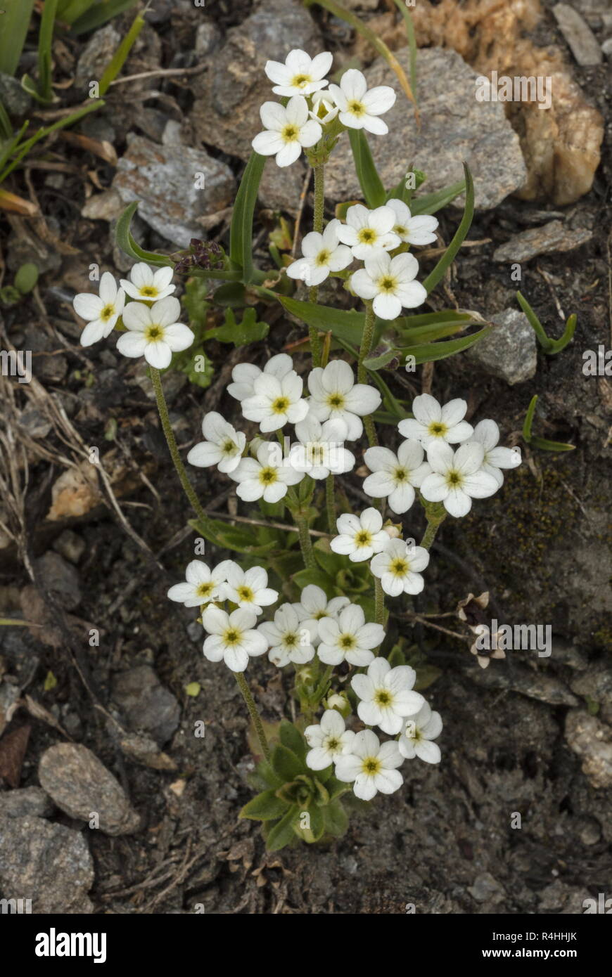Blunt-leaved Rock-jasmine, Androsace obtusifolia, in flower at high altitude on the Col de L'Iseran. French Alps. Stock Photo