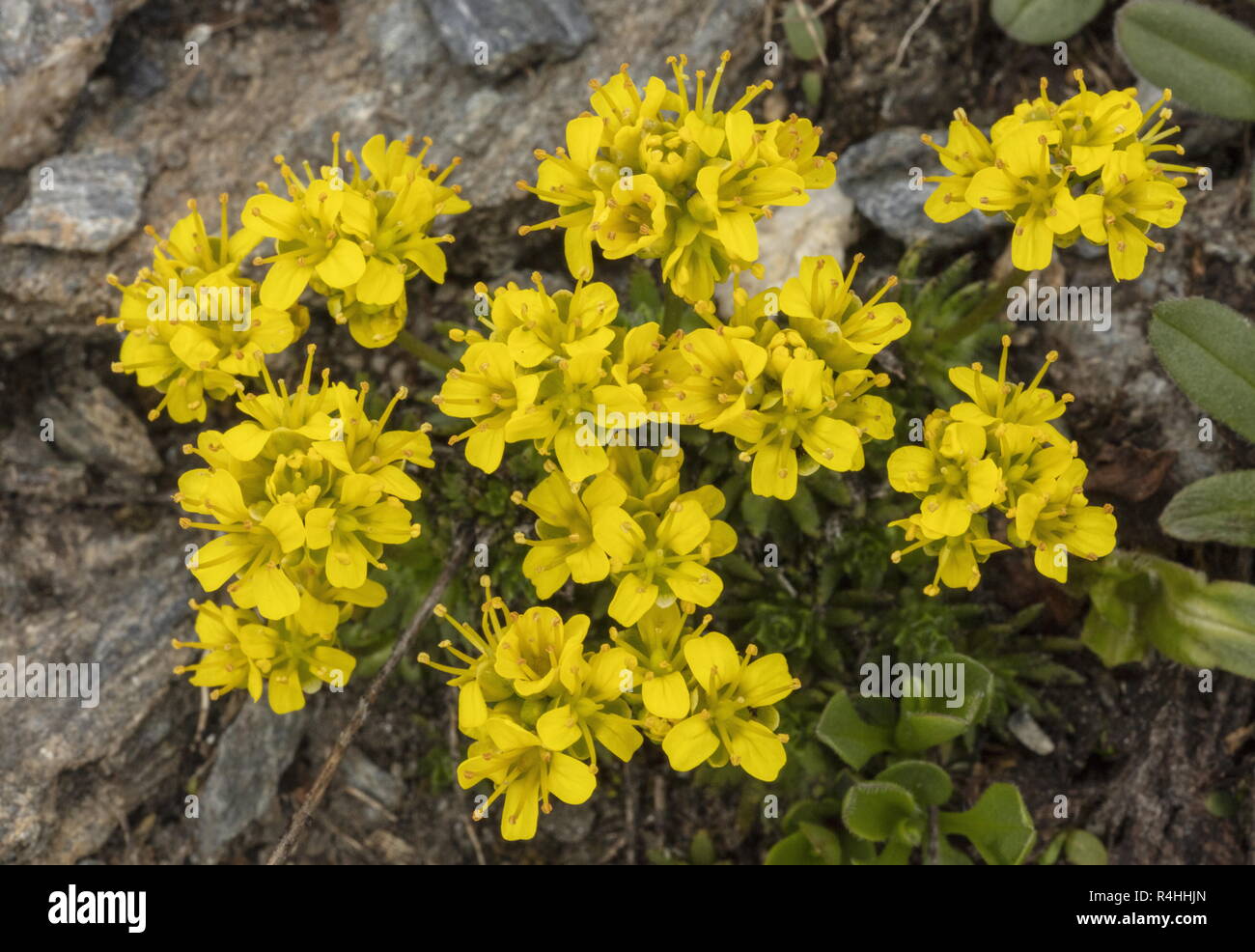Yellow whitlowgrass, Draba aizoides, in flower at high altitude, French Alps. Stock Photo