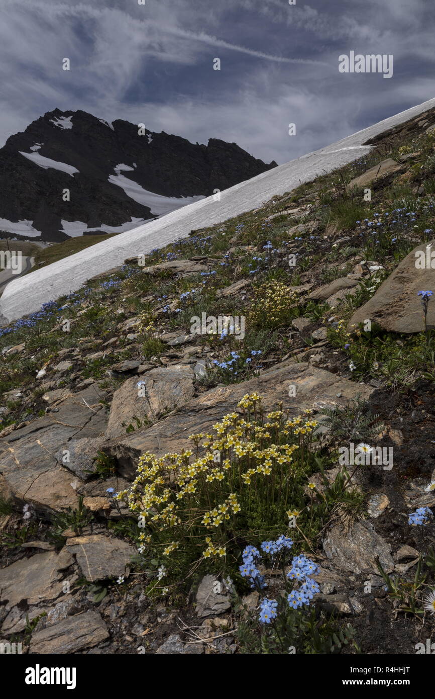 Saxifraga moschata, Musky Saxifrage, Saxifraga exarata ssp. moschata, and Alpine forget-me-not, Myosotis alpestris in flower in the Vanoise National P Stock Photo