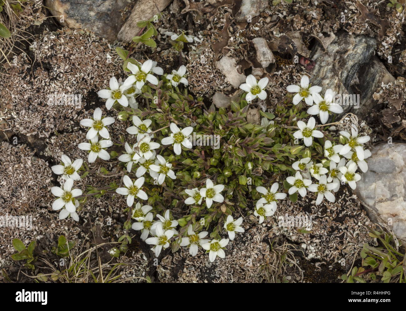 Fringed Sandwort, Arenaria ciliata, in flower at high altitude, French Alps. Stock Photo