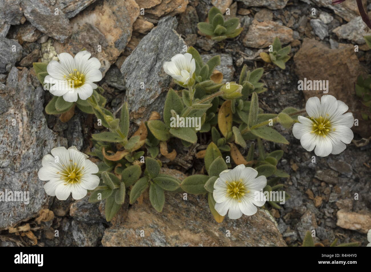 Ceraiste a une fleur hi-res stock photography and images - Alamy