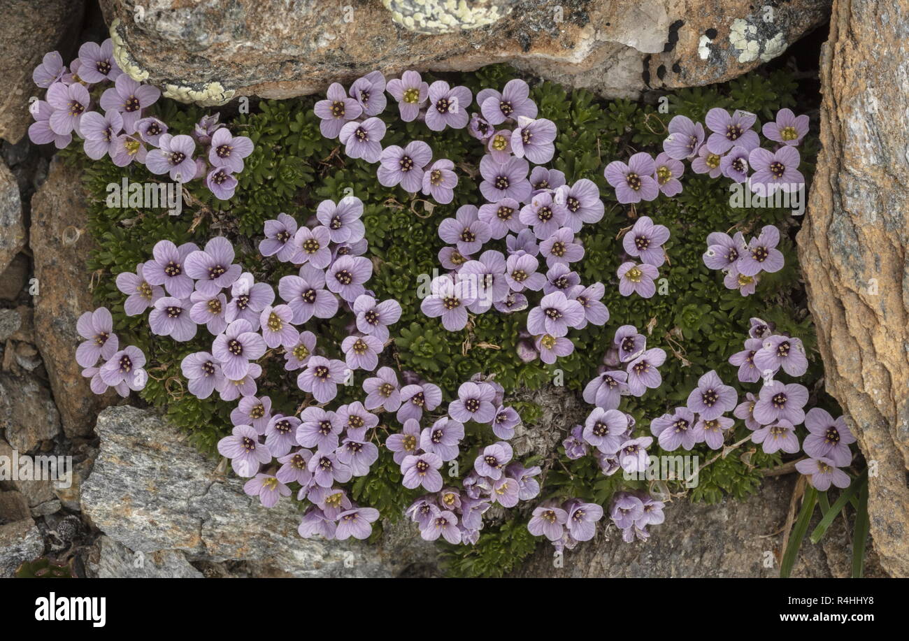 Pyrenean Whitlow Grass, Petrocallis pyrenaica, in flower high on the Col de L'Iseran, French Alps. Stock Photo