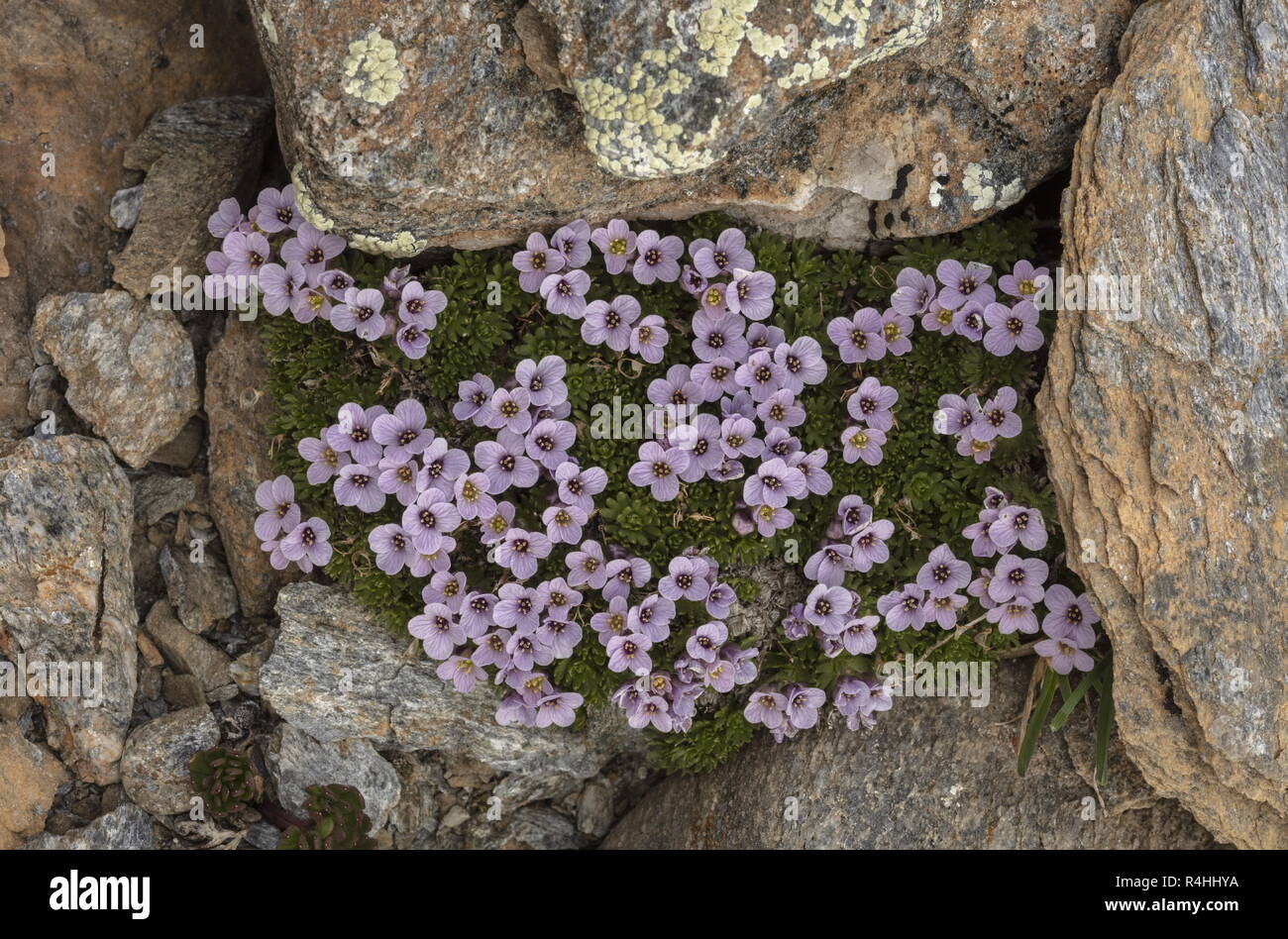 Pyrenean Whitlow Grass, Petrocallis pyrenaica, in flower high on the Col de L'Iseran, French Alps. Stock Photo