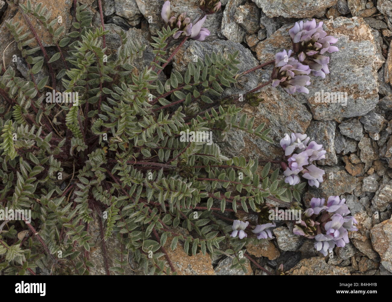 Swiss milk-vetch, Oxytropis helvetica, in flower high in the Vanoise National Park, French Alps. Stock Photo