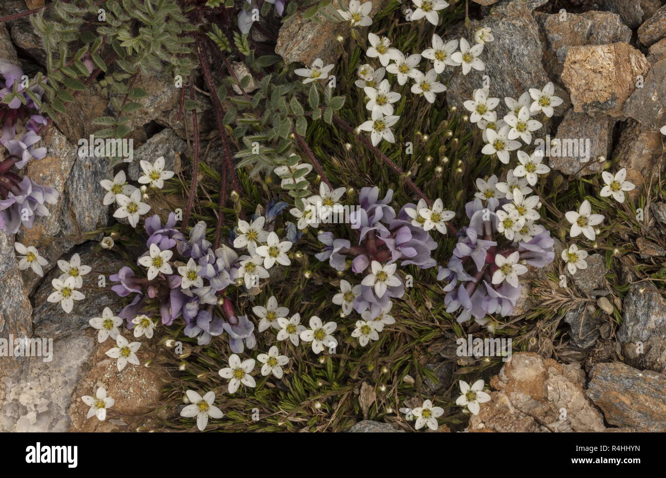 Swiss milk-vetch, Oxytropis helvetica, and Spring Sandwort,  minuartia verna in flower high in the Vanoise National Park, French Alps. Stock Photo