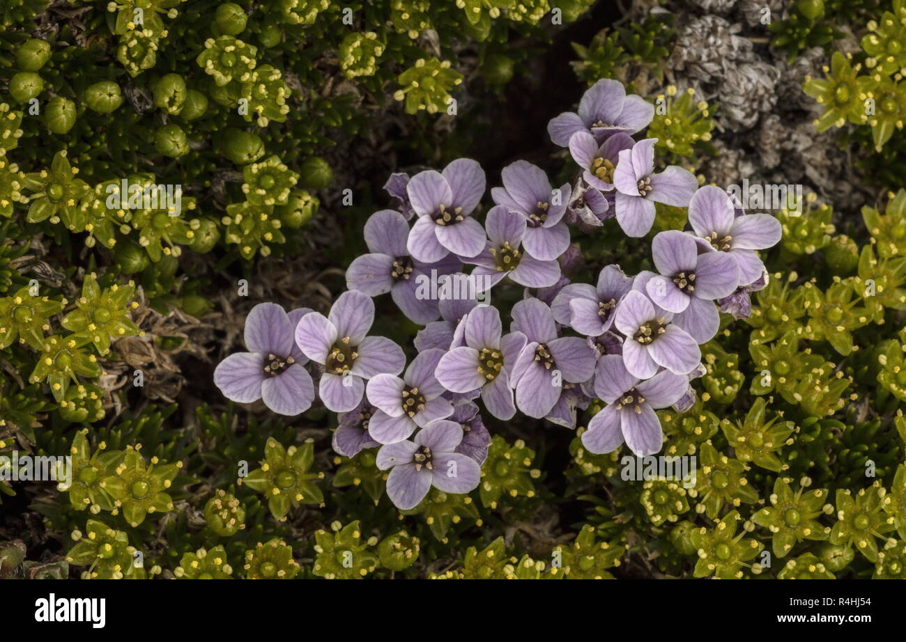Pyrenean Whitlow Grass, Petrocallis pyrenaica, amongst Mossy Cyphel, Minuartia sedoides, Cherleria sedoides, Stock Photo