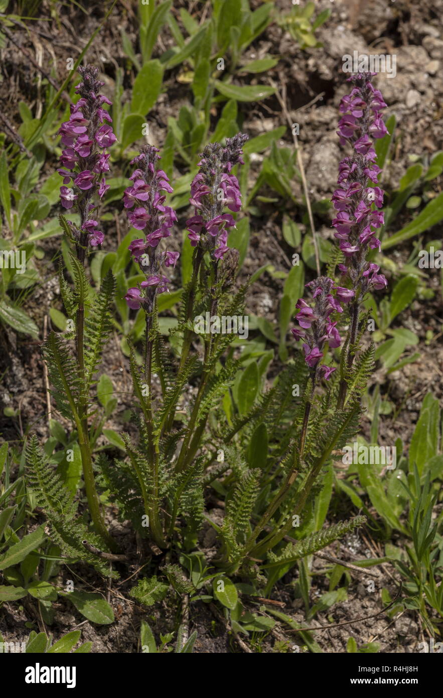 Flesh pink lousewort, Pedicularis rostratospicata, in flower in alpine pasture, French Alps. Stock Photo