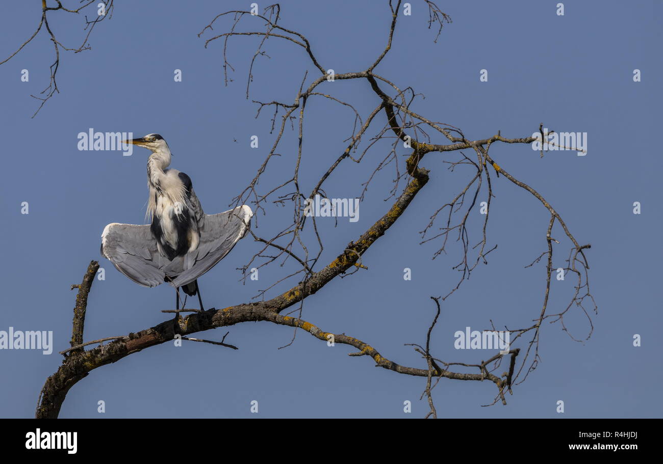 Grey Heron, Ardea cinerea perched in old poplar, doing strange things with its wings. Stock Photo