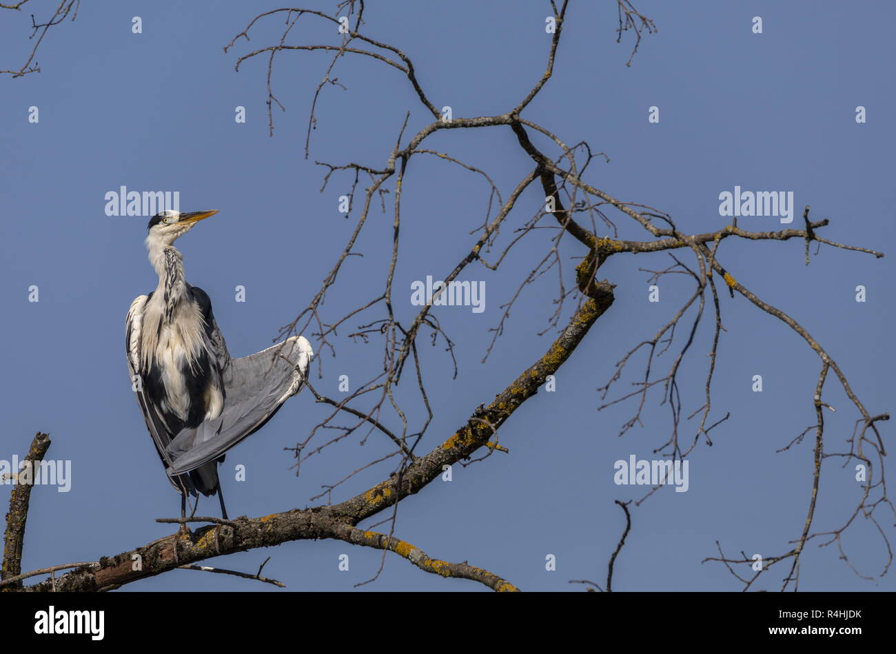 Grey Heron, Ardea cinerea perched in old poplar, doing strange things with its wings. Stock Photo