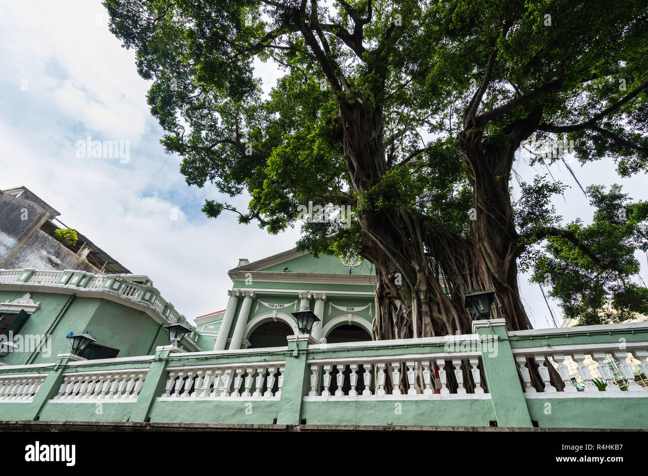 An old tree in front of Dom Pedro V Theatre, one of the sites of the Historic Centre of Macau part of the UNESCO World Heritage Stock Photo