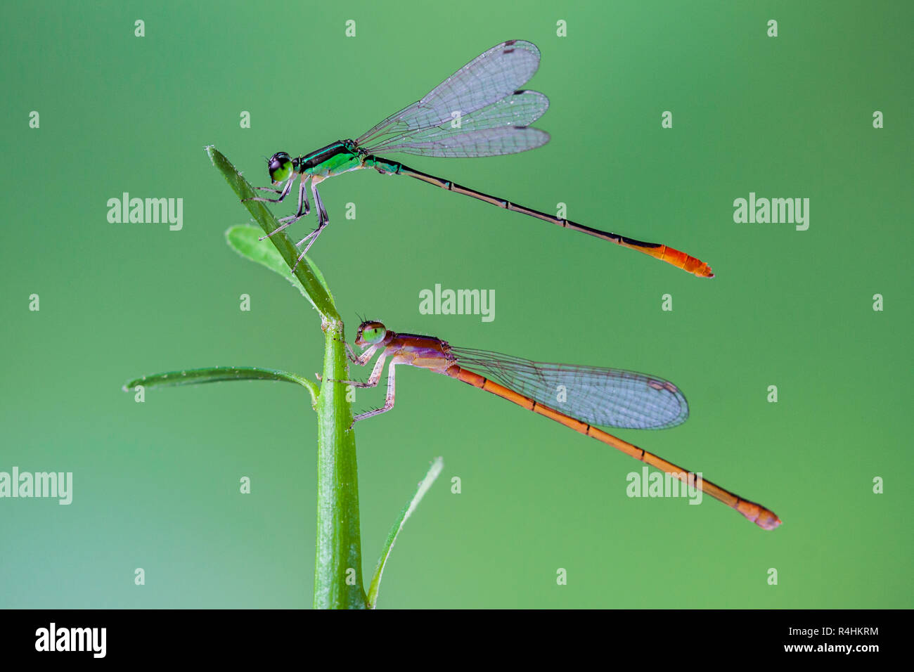 Two damselflies on a plant, Indonesia Stock Photo - Alamy