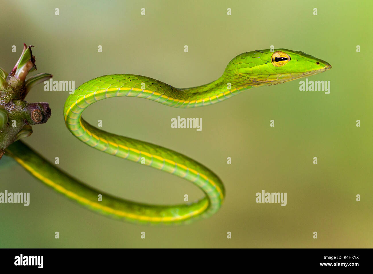 Tree snake hanging hires stock photography and images Alamy