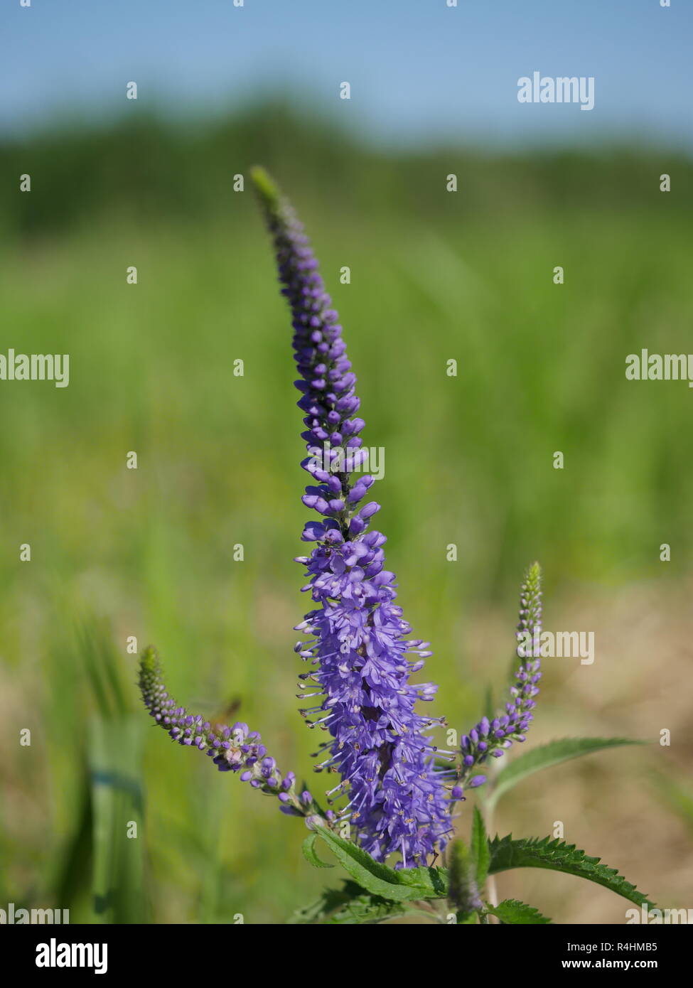 purple field flower on plants background Stock Photo - Alamy