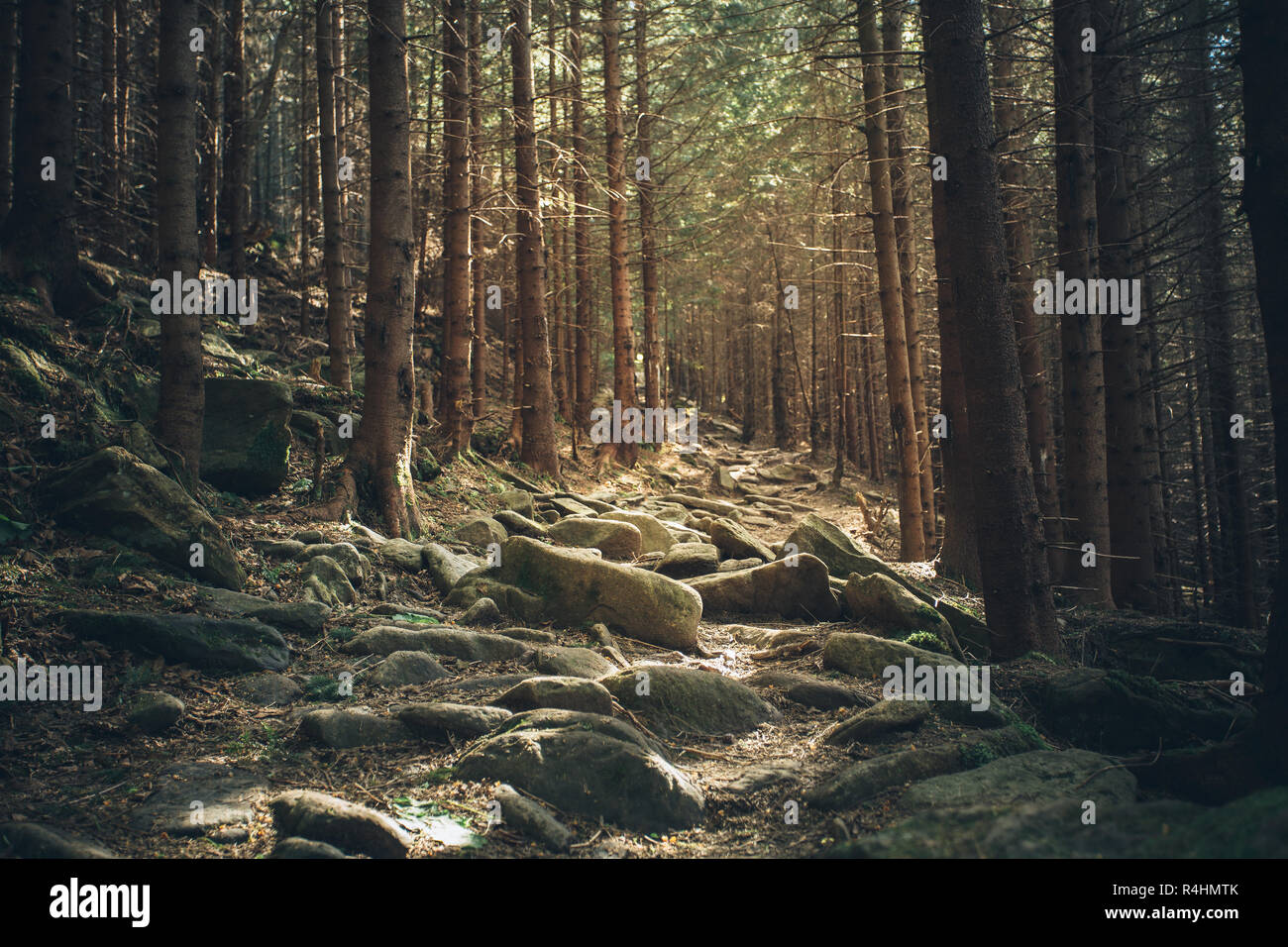 mystical forest road with stones Stock Photo - Alamy