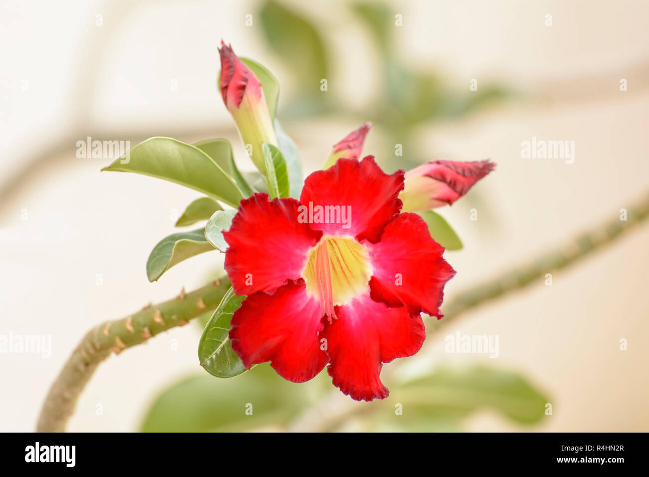 Desert rose flower art hi-res stock photography and images - Alamy