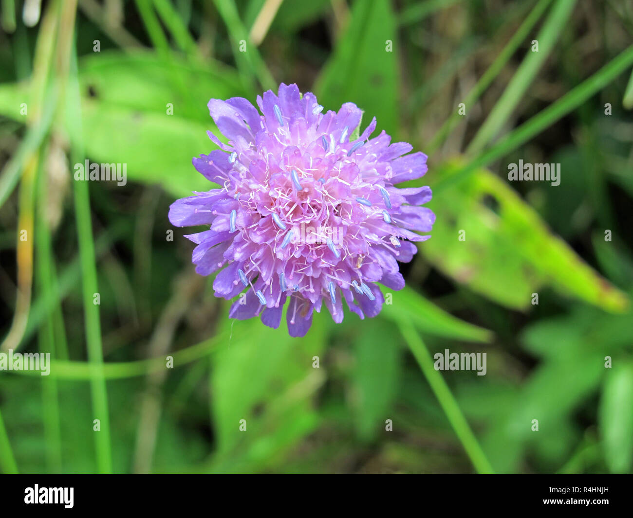 scabious blossom on a meadow in Switzerland Stock Photo