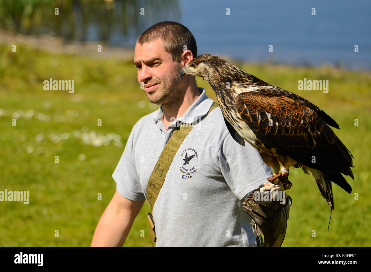 Red Tailed Hawk (Buteo jamaicensis) with handler at birds of prey flying display at Blair Drummond Safari Park, near Stirling, Scotland, UK Stock Photo