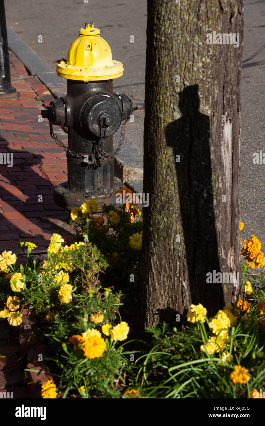 A yellow fire hydrant and yellow and orange flowers on Beacon Street