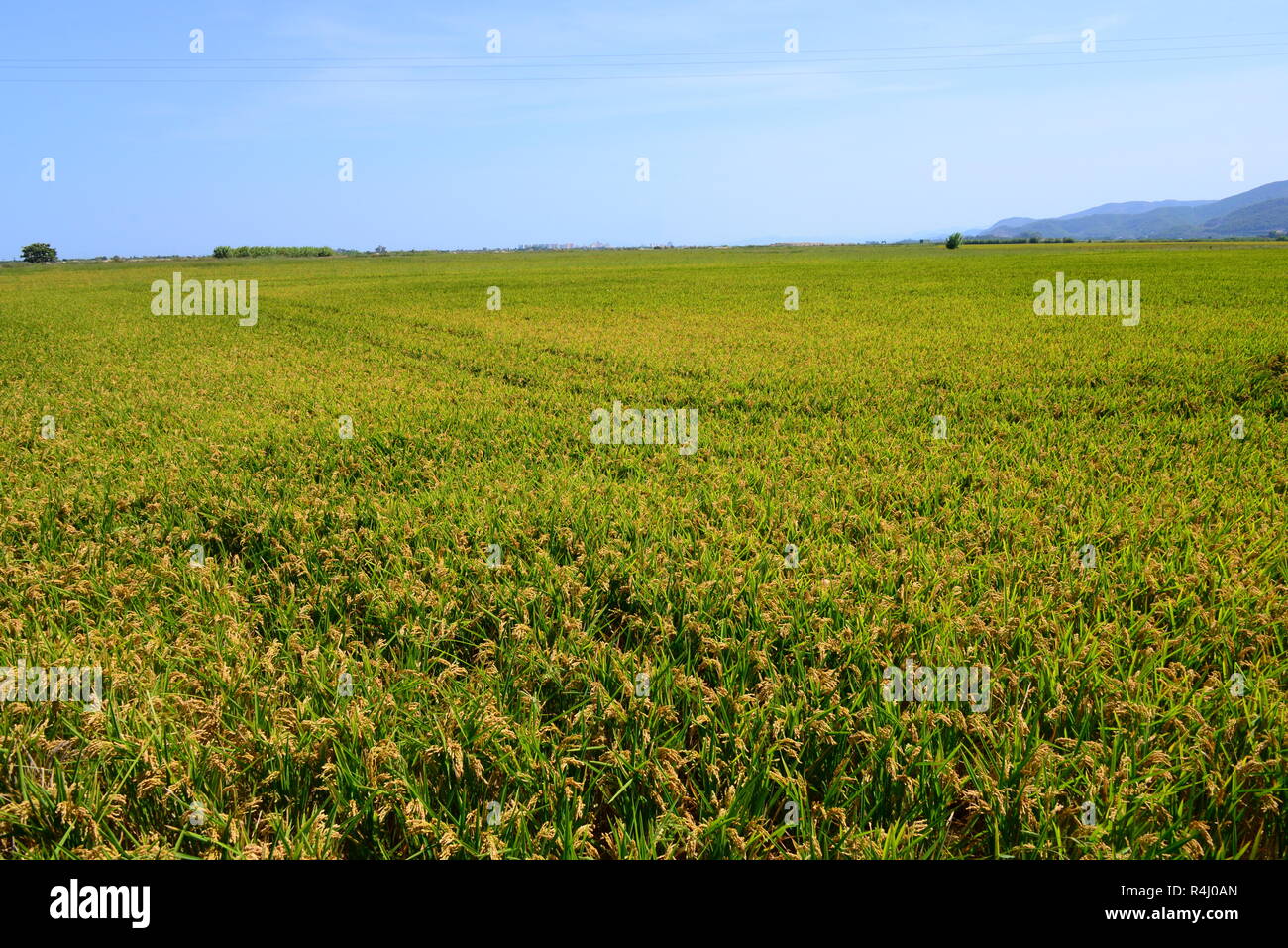 rice field in spain Stock Photo - Alamy