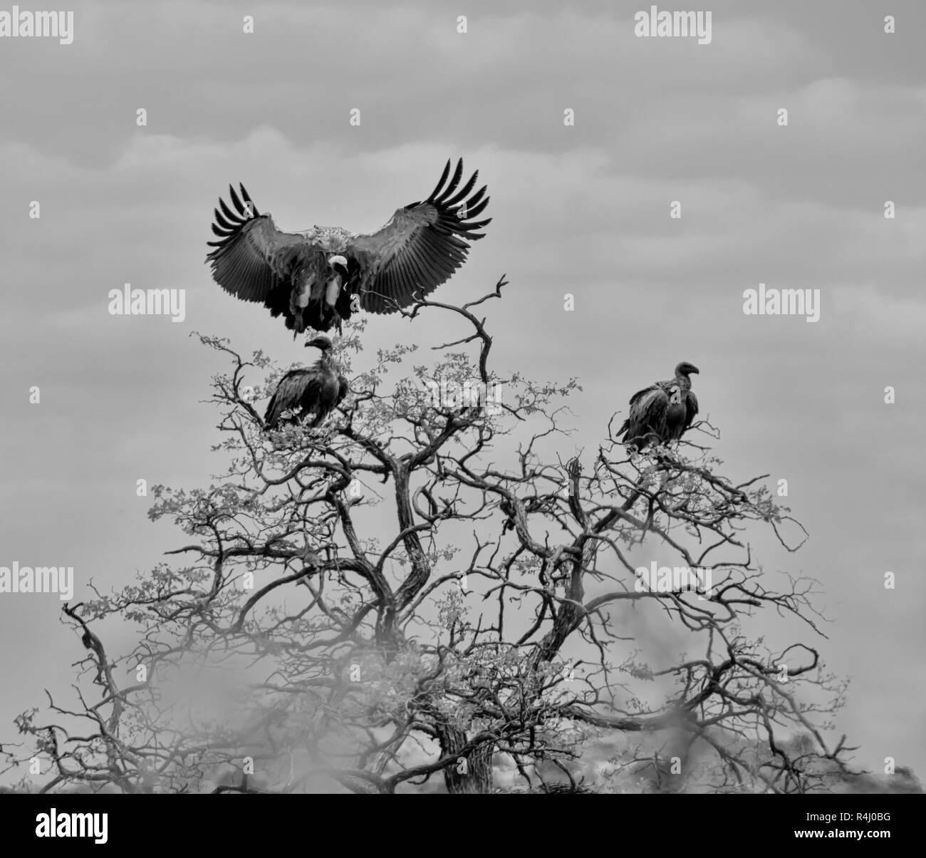 A White-backed Vulture coming in to land in a tree with others in Southern African savanna Stock Photo