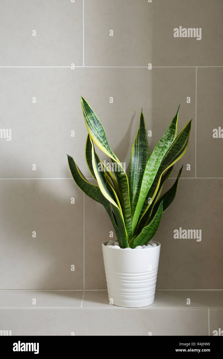 Potted plant against tiled wall Stock Photo