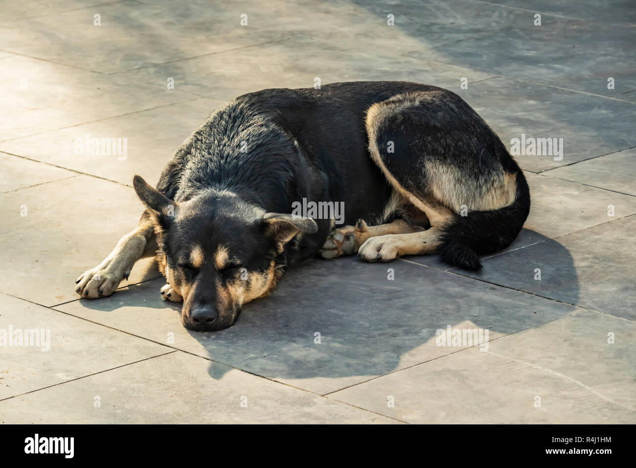 dog sleep on floor