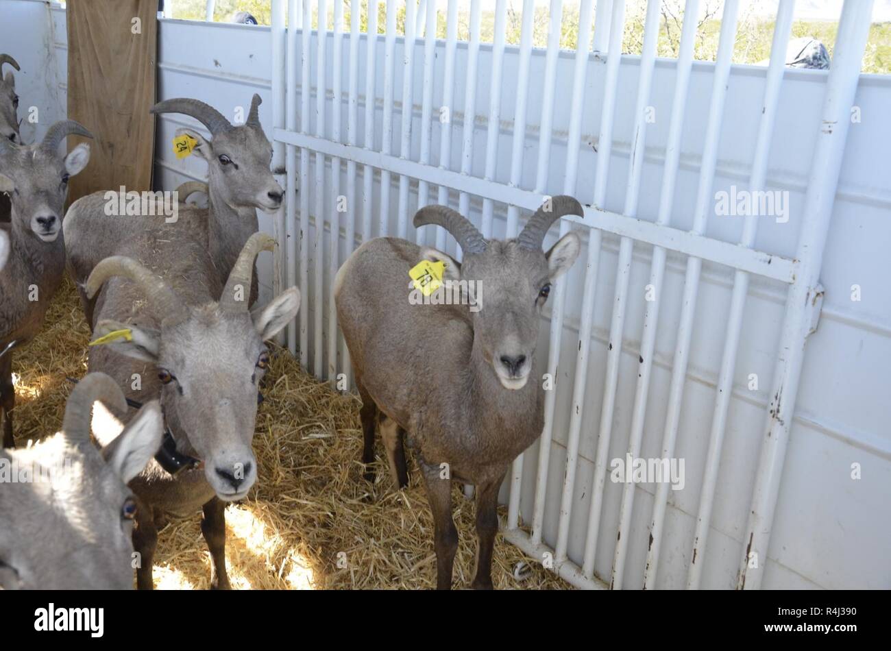 Desert bighorn sheep were placed in a large trailer before being driven to Alamogordo for release at the Space History Museum. The Sacramento Mountains which the space museum backs up to, have been without reported sighting of desert bighorn sheep for over 80 years. Stock Photo