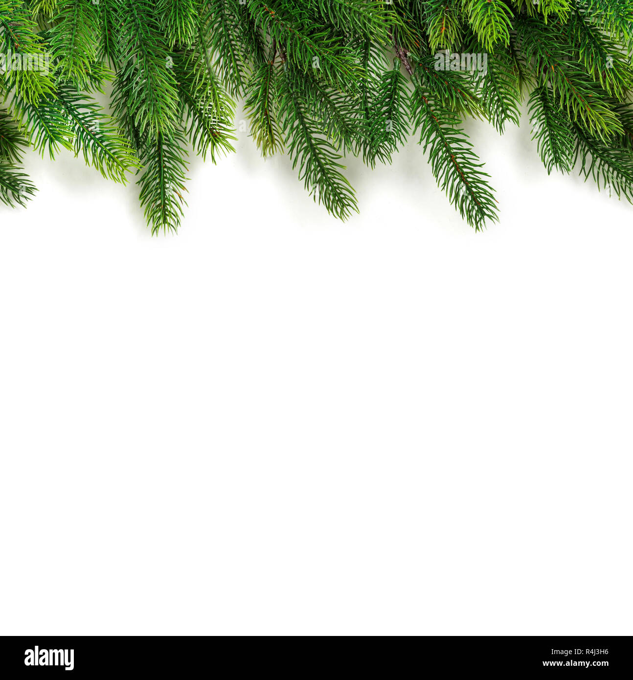 Christmas tree branches on white background as a border or template ...