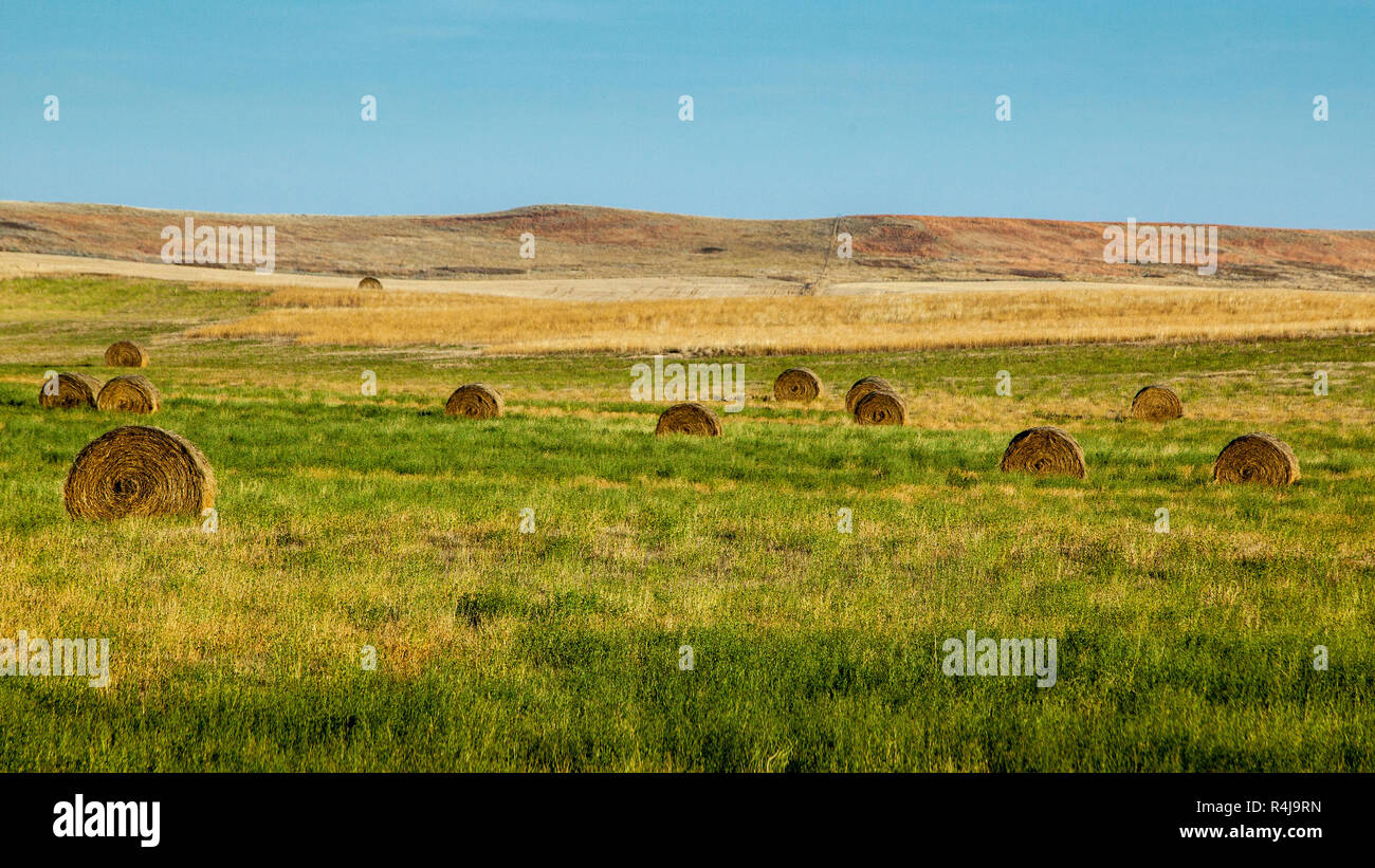 Bales of hay on a grassy farm field near Buffalo. Stock Photo