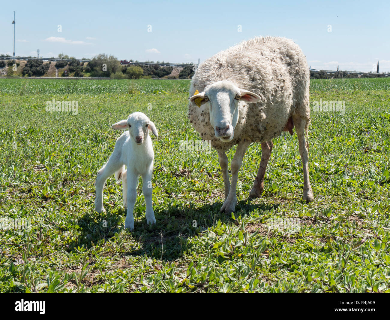 Newborn lamb with his mother in a meadow Stock Photo - Alamy